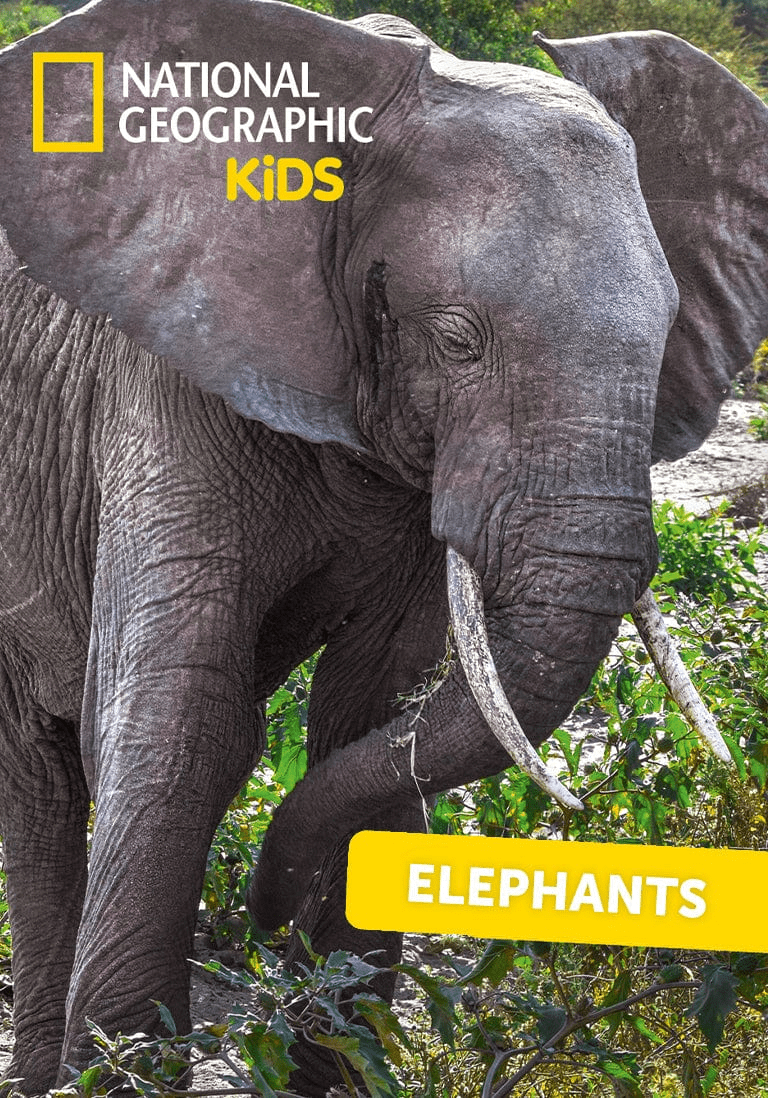 Elephants-11000270-ContentCard.png